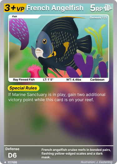 French Angelfish