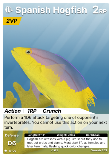 Spanish Hogfish
